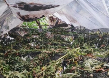 Χανιά: Χειροπέδες σε δύο καλλιεργητές κάνναβης – Φωτογραφίες από τα ευρήματα των αστυνομικών