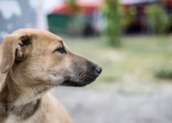 Χανιά: Δωρεάν στειρώσεις σε δεσποζόμενα ζώα συντροφιάς για ευαίσθητες & ευπαθείς κοινωνικές ομάδες