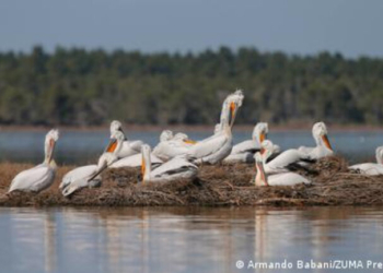 Διασυνοριακός ακτιβισμός στις Πρέσπες