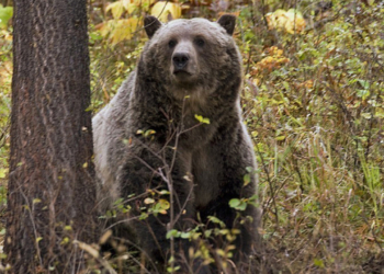 Δύο νεαρές αρκούδες από την Ουκρανία βρίσκουν νέο σπίτι στην Μπελίτσα