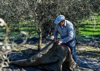 Eλαιοπαραγωγή στην Κρήτη: Η χειρότερη χρονιά των τελευταίων 50 ετών!