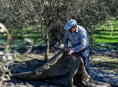 Eλαιοπαραγωγή στην Κρήτη: Η χειρότερη χρονιά των τελευταίων 50 ετών!