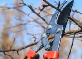 Εργασίες κλαδέματος αύριο Πέμπτη 6/11: Από τον Δήμο Χανίων