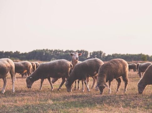 Ευλογιά αιγοπροβάτων: Παράταση στην παράταση για τα μέτρα στην Κρήτη