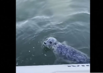 Φώκια «ξεγέλασε» κοπάδι από όρκες πηδώντας πάνω σε βάρκα φωτογράφου- Δείτε βίντεο