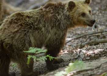 Φρίκη στη Δράμα: Σκότωσαν νεαρή αρκούδα και μετά την αποκεφάλισαν