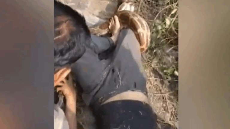 Φρίκη στην Ινδία: Πύθωνας 3,5 μέτρων επιτίθεται σε άνδρα, τυλίγεται γύρω από το πόδι του - Δείτε βίντεο