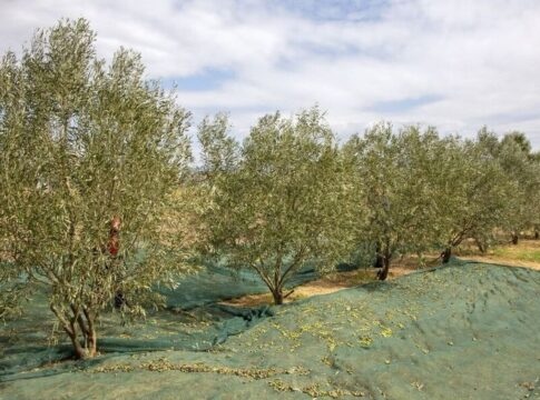 Γιατί “ναυαγεί” η συνεργασία Δήμου Ηρακλείου – ΚΕΘΕΑ για τα δημοτικά ελαιόδεντρα