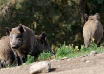 Γρεβενά: Τι συμβαίνει με τα αγριογούρουνα