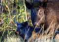 Η Ισπανία εντόπισε τα πρώτα κρούσματα αφρικανικής πανώλης των χοίρων από το 1994 σε αγριόχοιρους