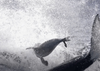 Η μεγάλη απόδραση: Φώκια δραπετεύει από φάλαινες δολοφόνους πηδώντας στη βάρκα φωτογράφου (Βίντεο)