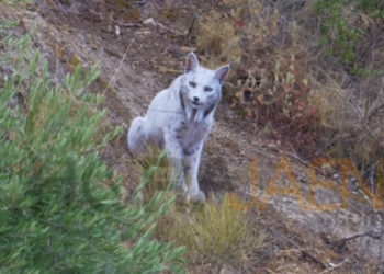 Η πρώτη φωτογραφία του σπανιότατου, λευκού ιβηρικού λύγκα