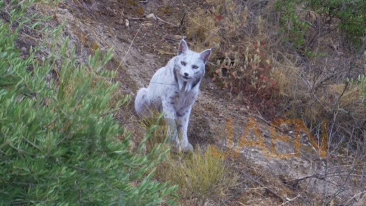 Η πρώτη φωτογραφία του σπανιότατου, λευκού ιβηρικού λύγκα