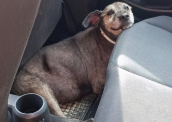 Η σωτήρια επέμβαση στον ΒΟΑΚ για ηλικιωμένη σκυλίτσα