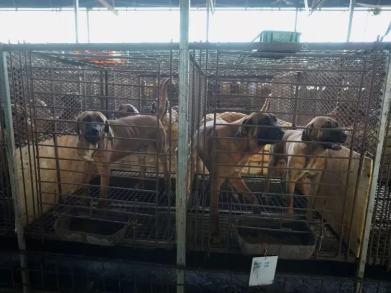 Ινδονησία: Η πόλη της Τζακάρτα απαγόρευσε την κατανάλωση κρέατος σκύλων και γατών