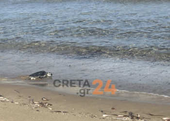 Ηράκλειο: Η «Ναυσικά» επέστρεψε στη θάλασσα μετά από τέσσερα χρόνια – Η ιστορία διάσωσης της πράσινης χελώνας