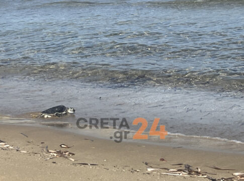 Ηράκλειο: Η «Ναυσικά» επέστρεψε στη θάλασσα μετά από τέσσερα χρόνια – Η ιστορία διάσωσης της πράσινης χελώνας