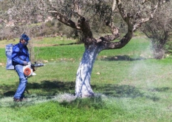 Ηράκλειο: Oλοκληρώθηκαν οι δολωματικοί ψεκασμοί στο πρόγραμμα δακοκτονίας