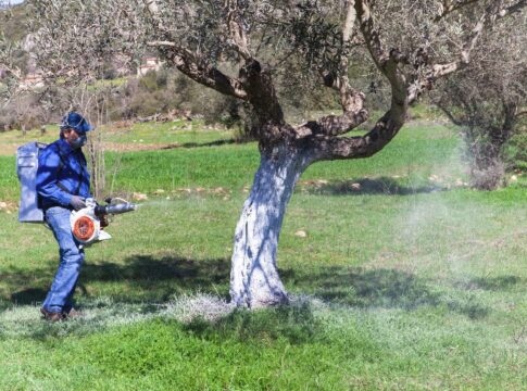 Ηράκλειο: Oλοκληρώθηκαν οι δολωματικοί ψεκασμοί στο πρόγραμμα δακοκτονίας