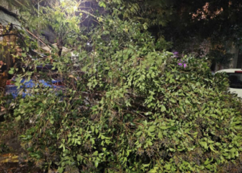 Κακοκαιρία στη Θεσαλλονίκη: Πτώσεις δέντρων και ζημιές σε σταθμευμένα αυτοκίνητα