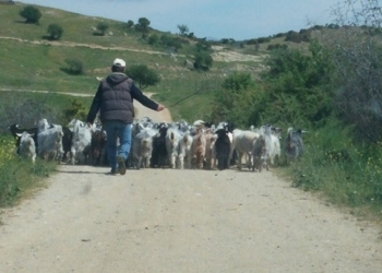 Λασίθι: Κτηνοτρόφος με πέντε καταδικαστικές αποφάσεις κυκλοφορούσε ελεύθερος