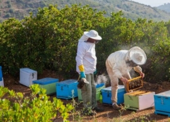Μειωμένη η παραγωγή μελιού στο Ρέθυμνο – Σε απόγνωση οι μελισσοκόμοι