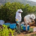 Μειωμένη η παραγωγή μελιού στο Ρέθυμνο – Σε απόγνωση οι μελισσοκόμοι