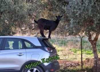 Νοσοκομείο Χανίων: Αδέσποτες… κατσίκες προκαλούν προβλήματα