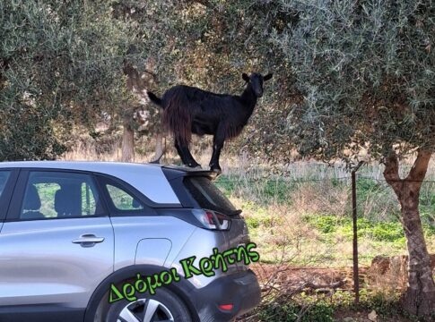 Νοσοκομείο Χανίων: Αδέσποτες… κατσίκες προκαλούν προβλήματα