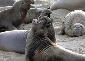 Ο πληθυσμός των θαλάσσιων ελεφάντων στην Ανταρκτική αποδεκατίστηκε από τη γρίπη των πτηνών