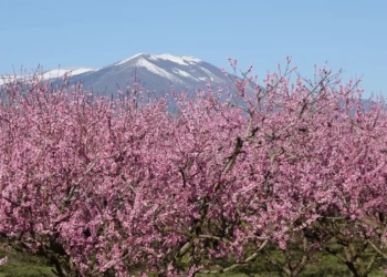 Οι ροδακινιές Ημαθίας εκπέμπουν SOS