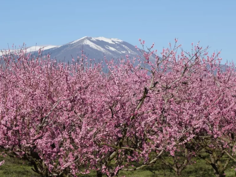 SOS για τις ροδακινιές Ημαθίας