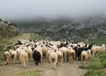 Οριστικό τέλος στη «τεχνική λύση» – Τι προβλέπει το νέο πλαίσιο για την κατανομή βοσκοτόπων, τι ισχύει για την Κρήτη