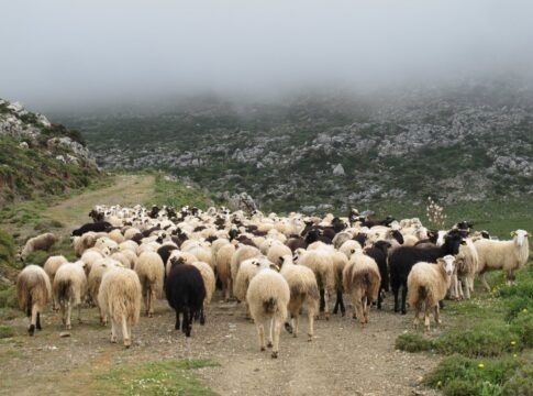 Οριστικό τέλος στη «τεχνική λύση» – Τι προβλέπει το νέο πλαίσιο για την κατανομή βοσκοτόπων, τι ισχύει για την Κρήτη