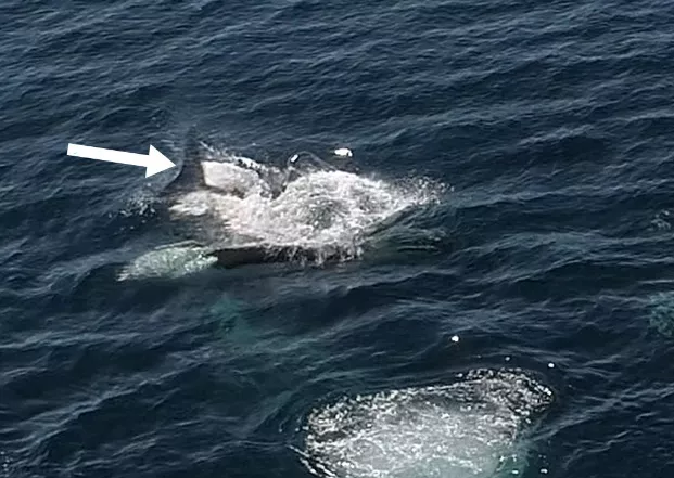 Φάλαινες δολοφόνοι τρώνε τα συκώτια των καρχαριών