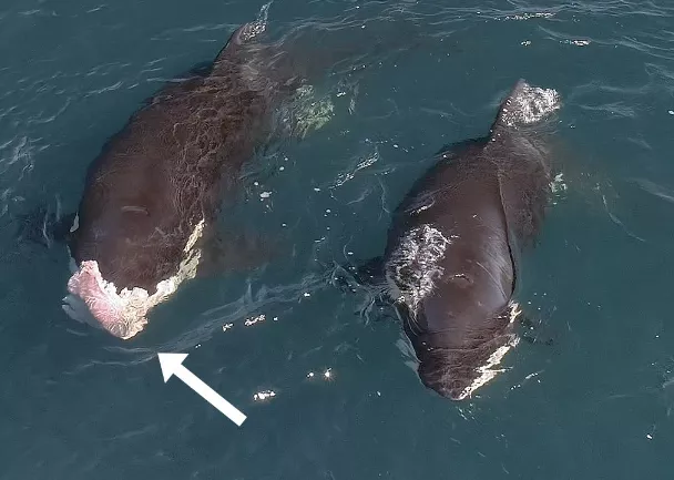 Φάλαινες δολοφόνοι τρώνε τα συκώτια των καρχαριών