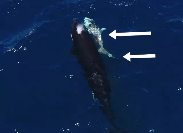 επίθεση από όρκα