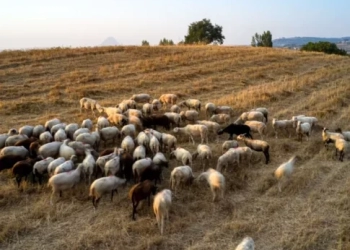 Παρατείνονται έως τις 13 Νοεμβρίου τα μέτρα για την ευλογιά