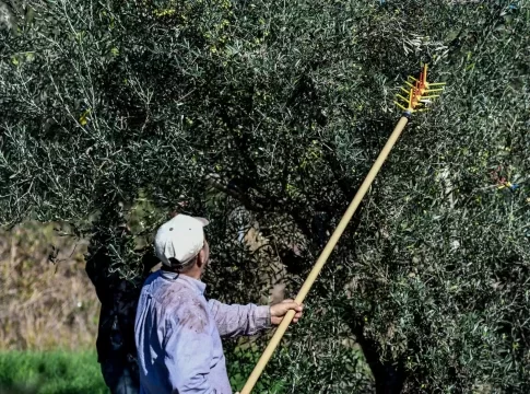 Πήγε να μαζέψει ελιές και άφησε την τελευταία του πνοή