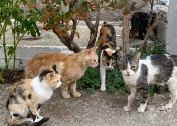 Σητεία: Είχε 23 γάτες στο σπίτι της σε άθλιες συνθήκες – Υπέφεραν τα ζώα