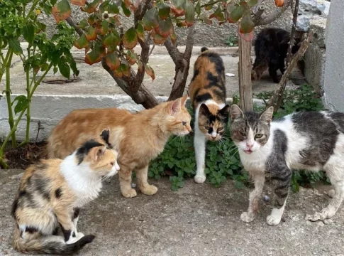 Σητεία: Είχε 23 γάτες στο σπίτι της σε άθλιες συνθήκες – Υπέφεραν τα ζώα