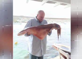 Στη Μύκονο έπιασαν δυο καλαμάρια γίγαντες, και... ζεσταίνουν τους φούρνους - Δείτε βίντεο