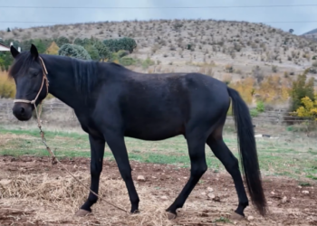 Τα άλογα του Μέγα Αλέξανδρου στην Σιάτιστα