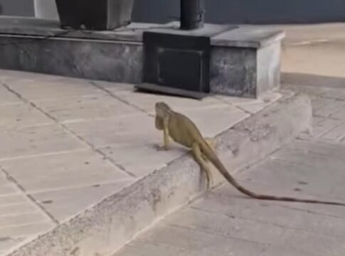 Τεράστιο ιγκουάνα έκανε βόλτες στο κέντρο των Χανίων – Δείτε βίντεο και φωτογραφίες