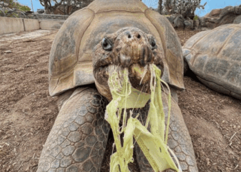 Θλίψη στον ζωολογικό κήπο του Σαν Ντιέγκο – Πέθανε η διάσημη χελώνα γκαλαπάγκος Gramma