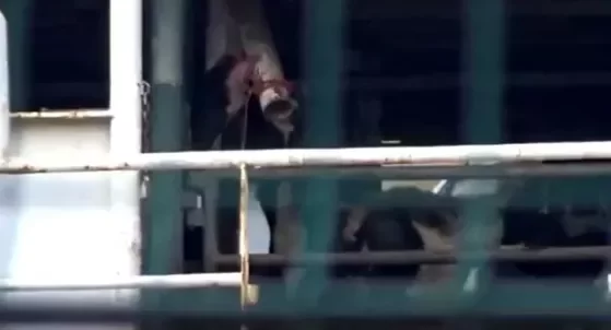 Τουρκία: 3.000 αγελάδες εγκλωβισμένες σε πλοίο από τις 23 Οκτωβρίου