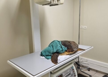 Τραυματισμένη αλλά ζωηρή η χελώνα Caretta Caretta!