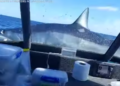 Βίντεο: Καρχαρίας έκανε άλμα α λα Jaws πάνω σε σκάφος