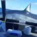 Βίντεο: Καρχαρίας έκανε άλμα α λα Jaws πάνω σε σκάφος
