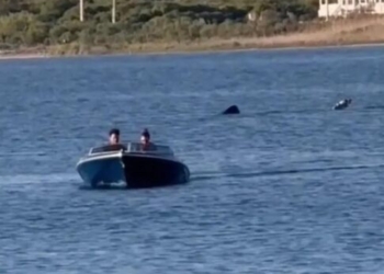 Ξεβράστηκε καρχαριοειδές σε παραλία των Χανίων (βίντεο)